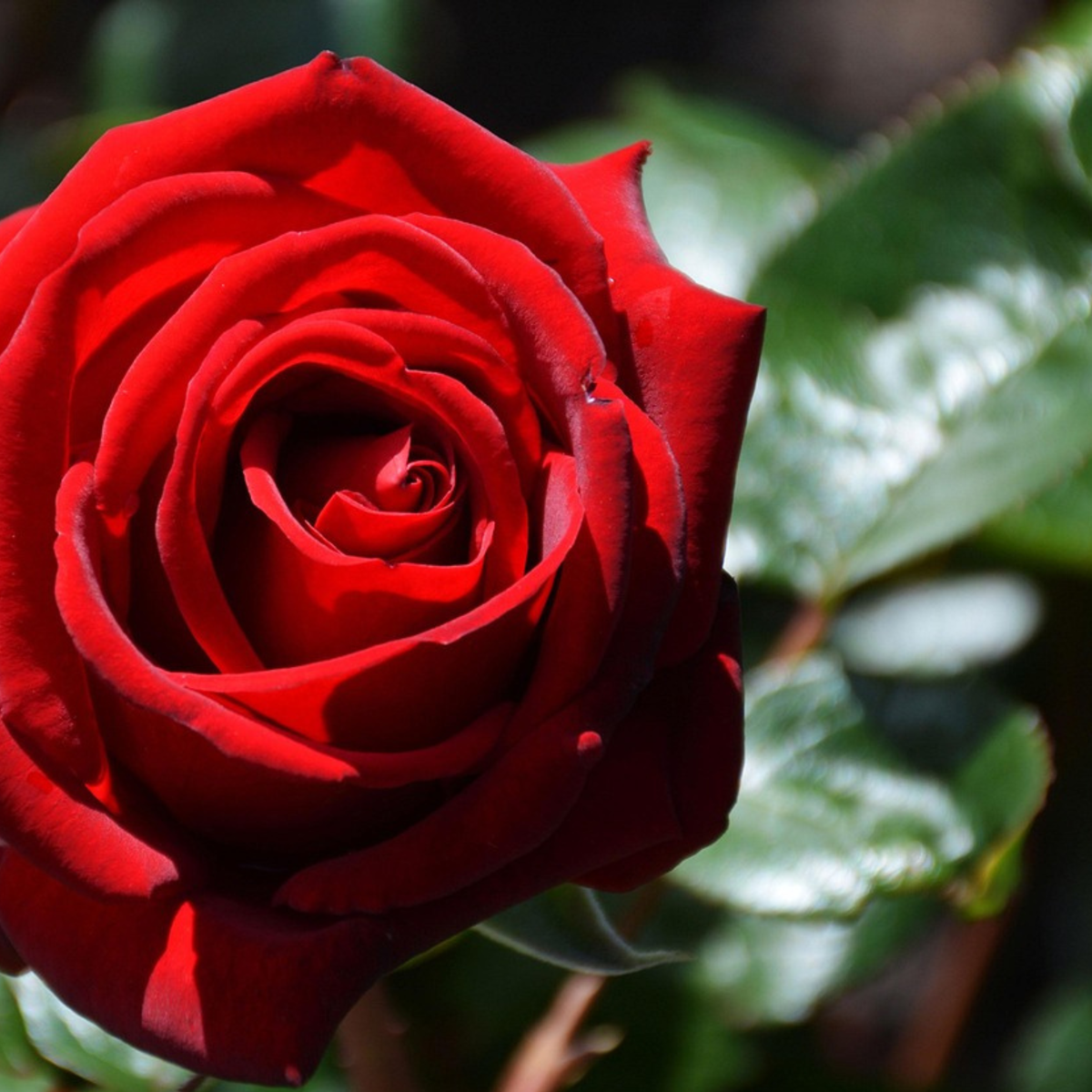 Roses Ros På Stam - Set Om 2 - Rosa Palace ‘Pride' - Höjd 80-100Cm - ⌀19Cm