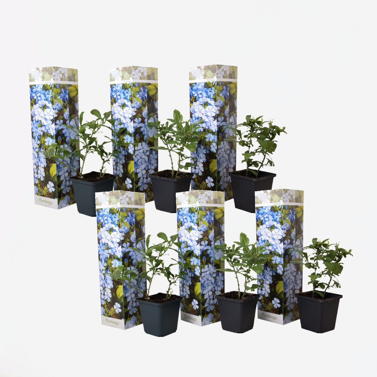 Florastore Blå Blyblomma - Set Om 6 - Plumbago Auriculata - Höjd 25-40Cm - ⌀9Cm