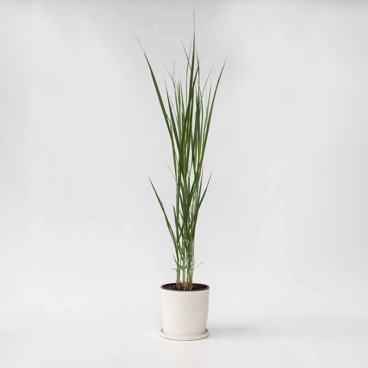 Florastore Jungfruhirs - Panicum Virgatum 'Northwind' - Höjd 40-60Cm - ⌀23Cm