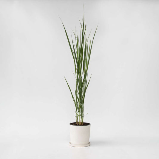 Florastore Jungfruhirs - Panicum Virgatum 'Northwind' - Höjd 40-60Cm - ⌀23Cm