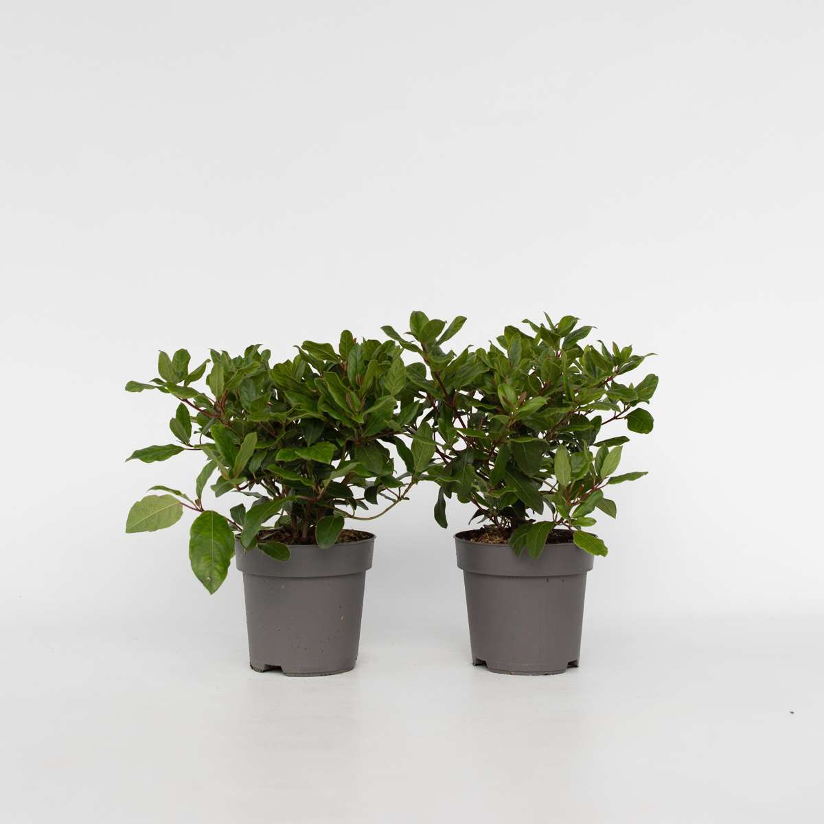 Other Shrubs Snöbollsbuske - Set Om 2 - Viburnum Tinus - Höjd 25-40Cm - ⌀17Cm
