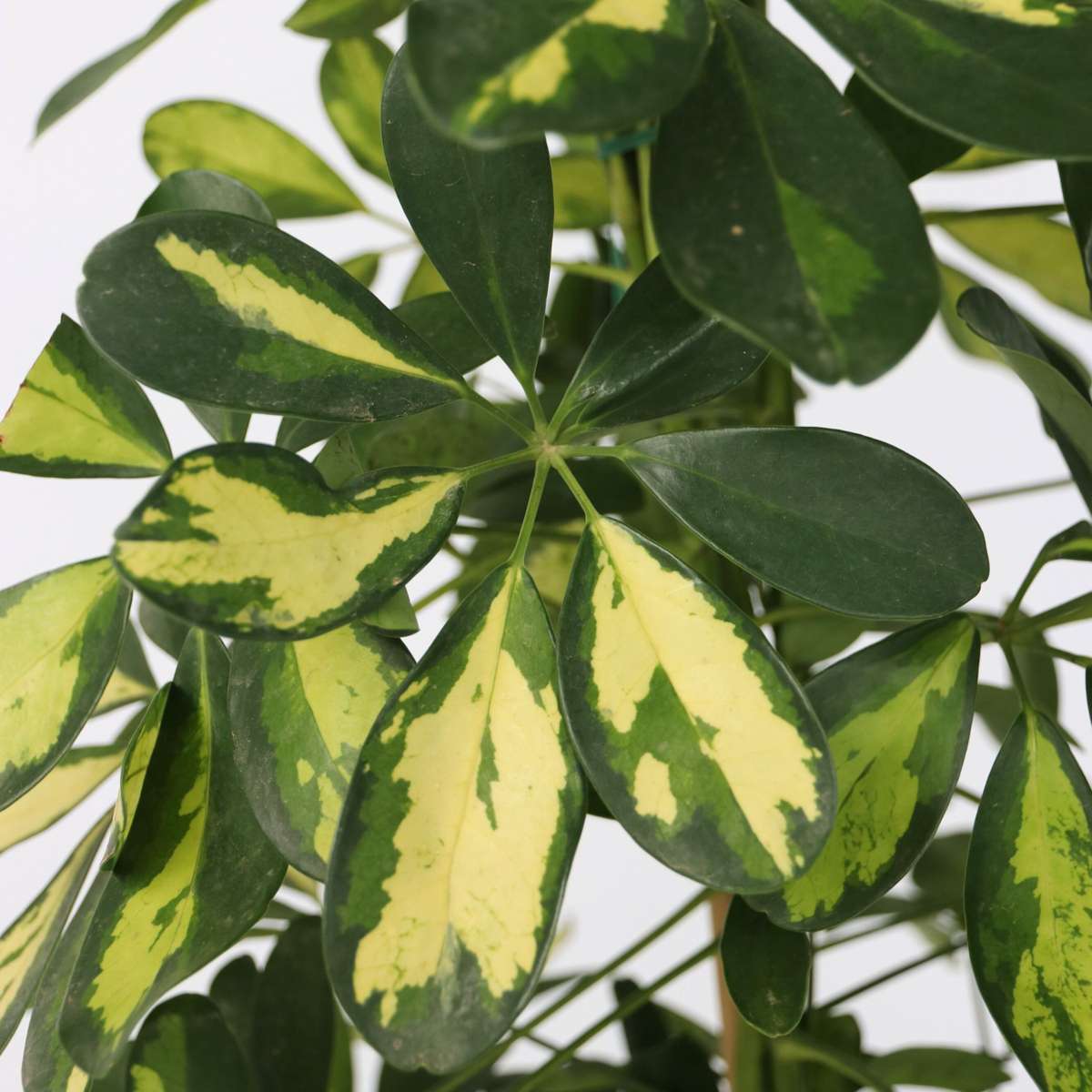Other Green Houseplants Paraplyaralia - Set Om 2 - Schefflera 'Dalton' - Höjd 90-100Cm - ⌀21Cm