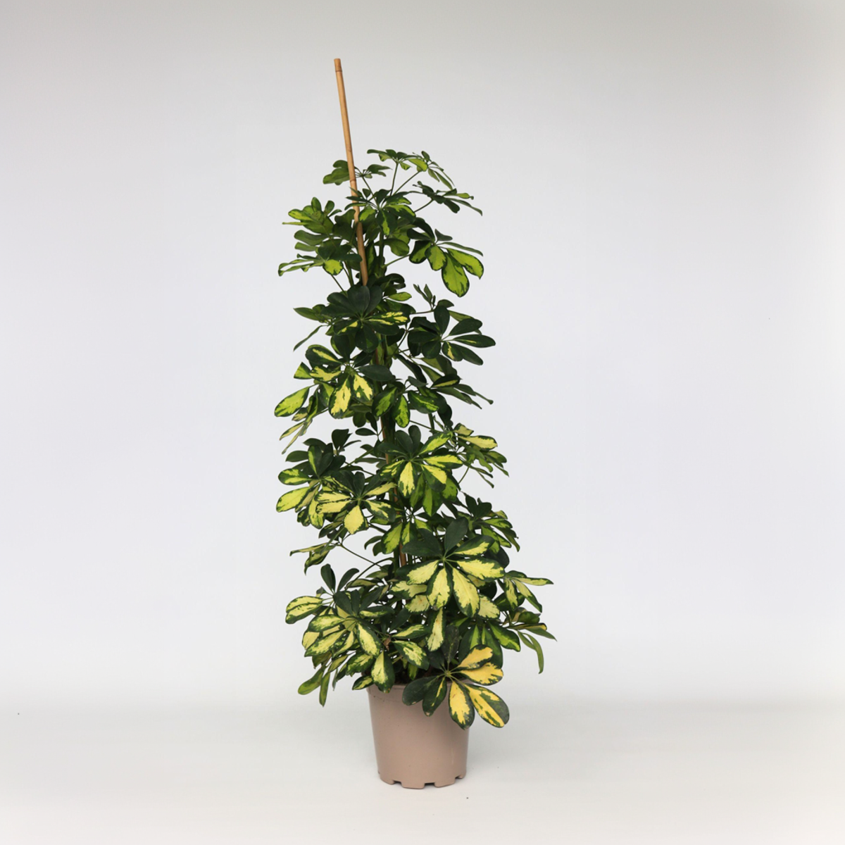 Other Green Houseplants Paraplyaralia - Schefflera 'Dalton' - Höjd 90-100Cm - ⌀21Cm