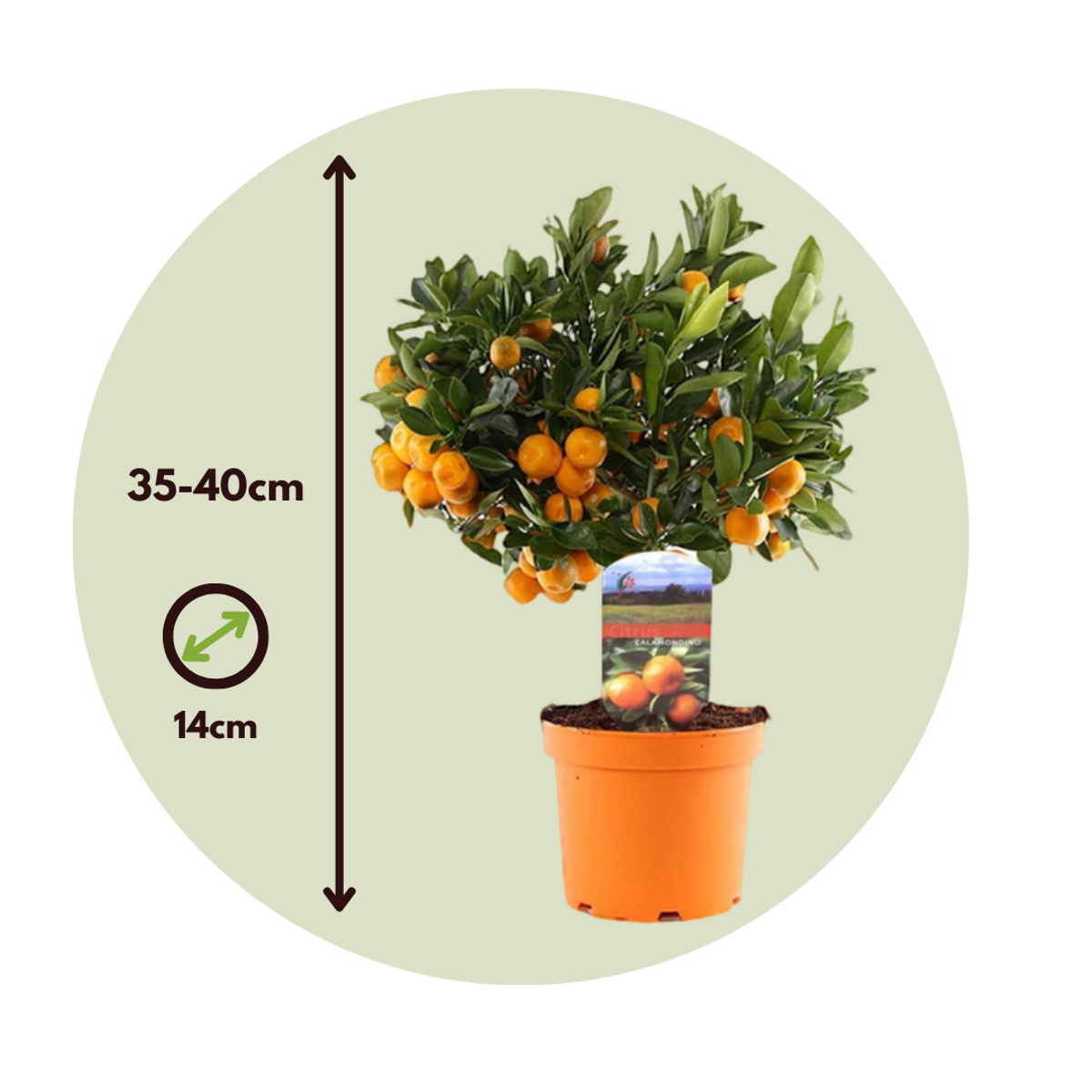 Fruit Trees Apelsinträd - Citrus Microcarpa 'Calamondin' - Höjd 35-40Cm - ⌀14Cm