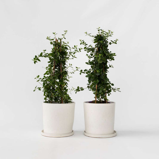 Florastore Kalifornisk Lilak - Set Om 2 - Ceanothus 'Repens' - Höjd 60-70Cm - ⌀17Cm