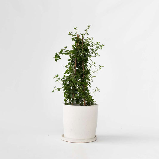 Florastore Kalifornisk Lilak - Ceanothus Thyrsiflorus Repens - Höjd 60-70Cm - ⌀17Cm