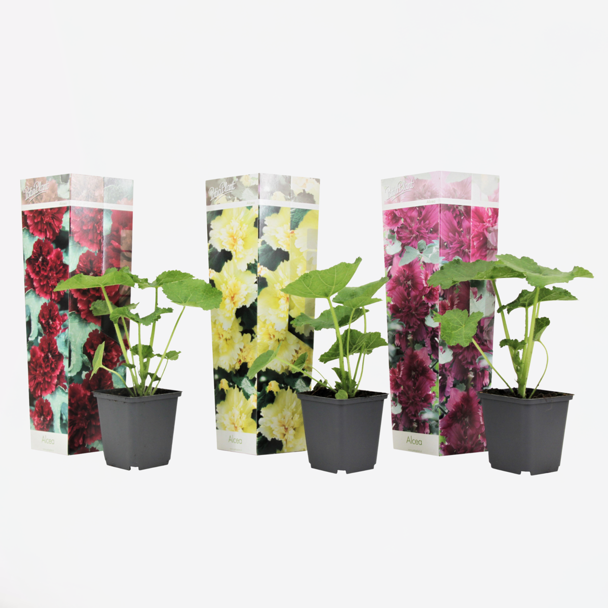 Florastore Stockros - Set Om 3 - Alcea Rosea - Höjd 25-40Cm - ⌀9Cm