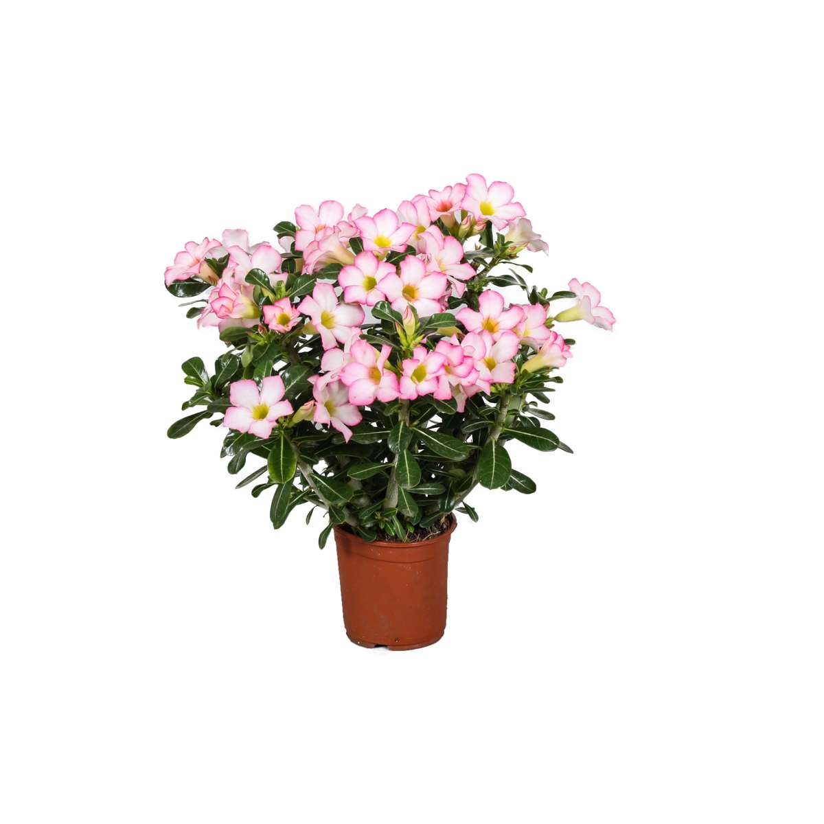 Florastore Ökenros - Adenium Obesum 'Pink Star' - Höjd 30-50Cm - ⌀14Cm