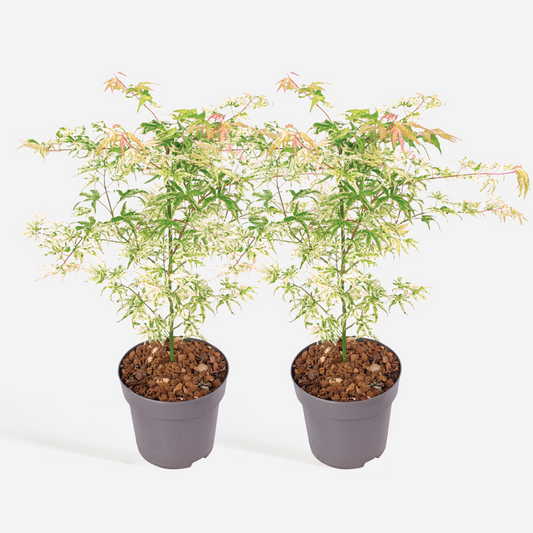 Florastore Japansk Lönn - Set Om 2 - Acer Palmatum 'Ukigumo' - Höjd 50-60Cm - ⌀19Cm