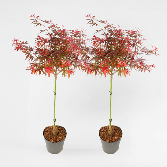 Florastore Japansk Lönn - Set Om 2 - Acer Palmatum 'Shaina' - Höjd 80-90Cm - ⌀19Cm