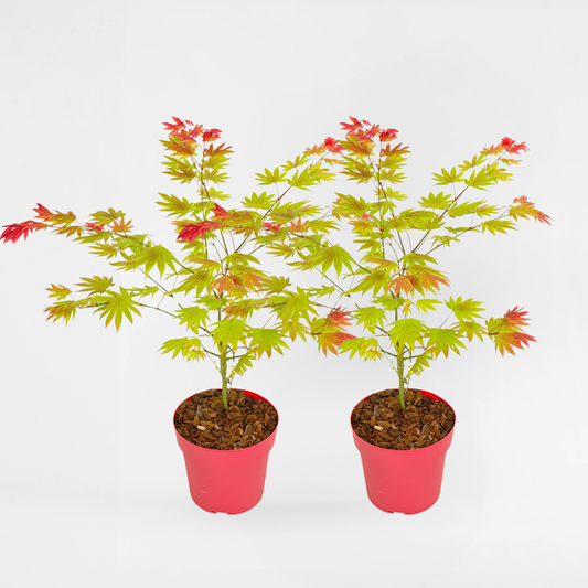 Florastore Japansk Lönn - Set Om 2 - Acer Palmatum 'Moonrise' - Höjd 40-50Cm - ⌀19Cm