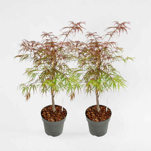 Florastore Japansk Lönn - Set Om 2 - Acer Palmatum 'Garnet' - Höjd 60-70Cm - ⌀19Cm