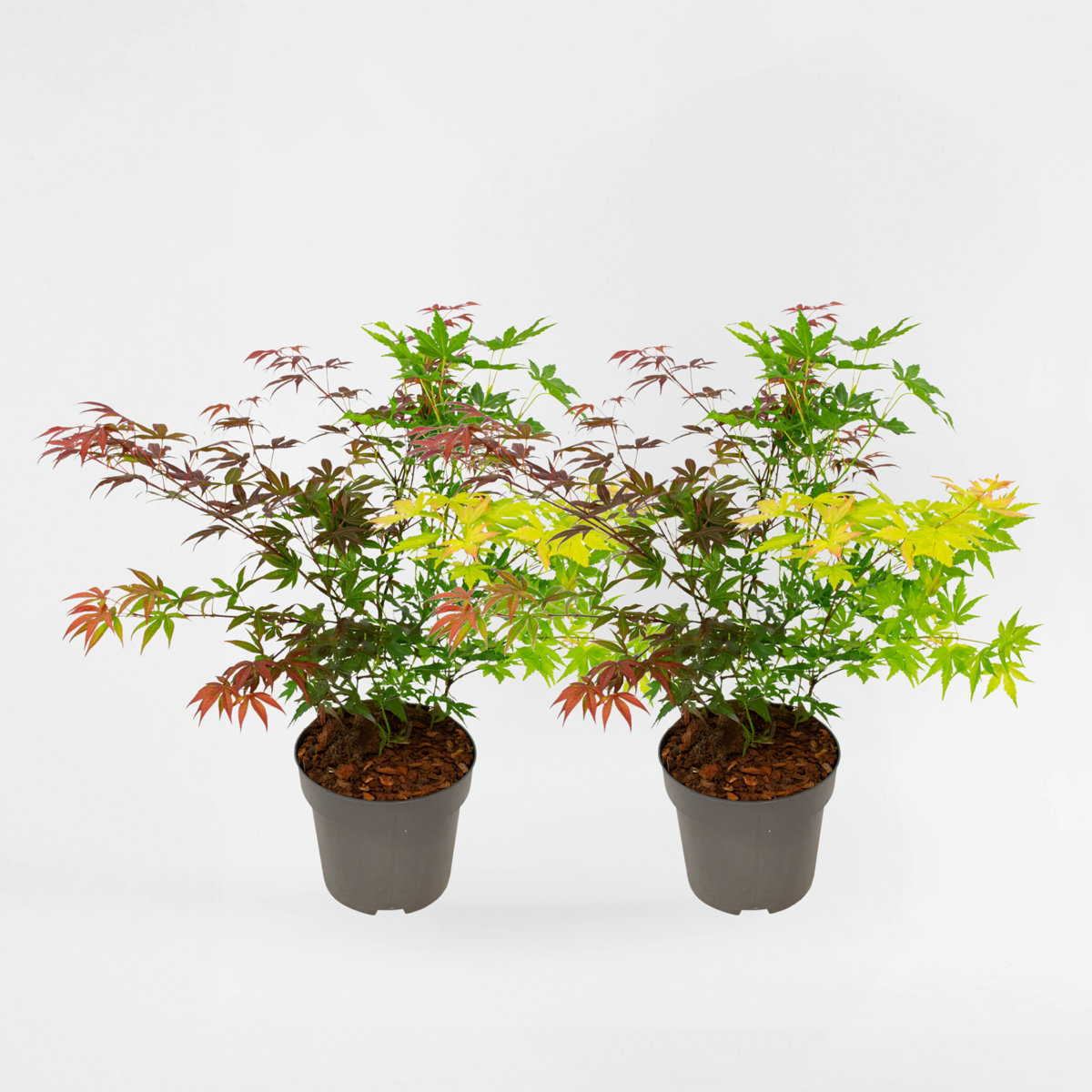 Florastore Japansk Lönn - Set Om 2 - Acer Palmatum 'Festival' - Höjd 60-70Cm - ⌀19Cm