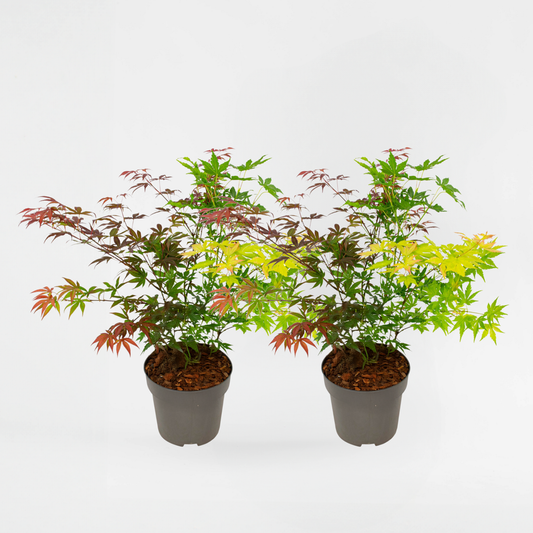 Florastore Japansk Lönn - Set Om 2 - Acer Palmatum 'Festival' - Höjd 60-70Cm - ⌀19Cm
