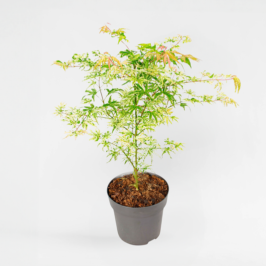 Florastore Japansk Lönn - Acer Palmatum 'Ukigumo' - Höjd 50-60Cm - ⌀19Cm
