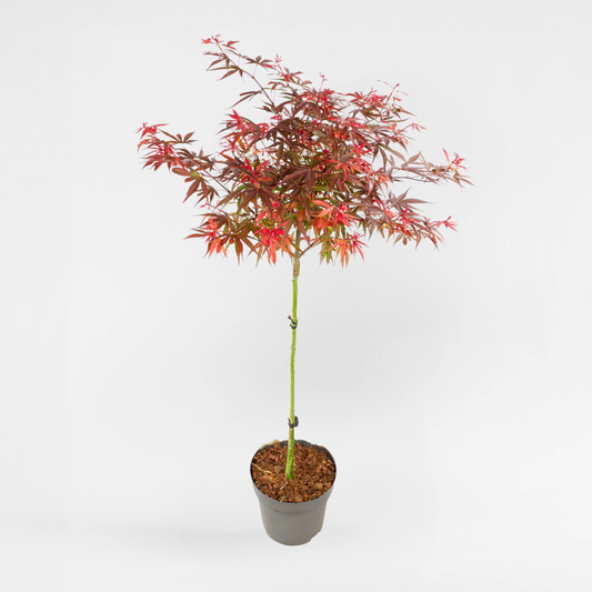 Florastore Japansk Lönn - Acer Palmatum 'Shaina' - Höjd 80-90Cm - ⌀19Cm
