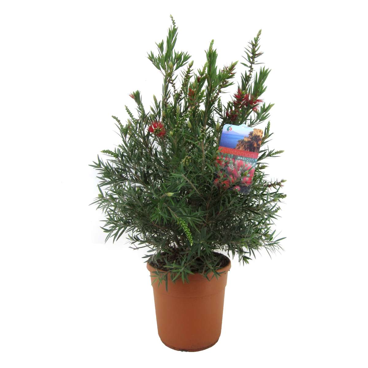 Florastore Flaskborste - Callistemon Citrinus 'Splendens' - Höjd 80-90Cm - ⌀24Cm
