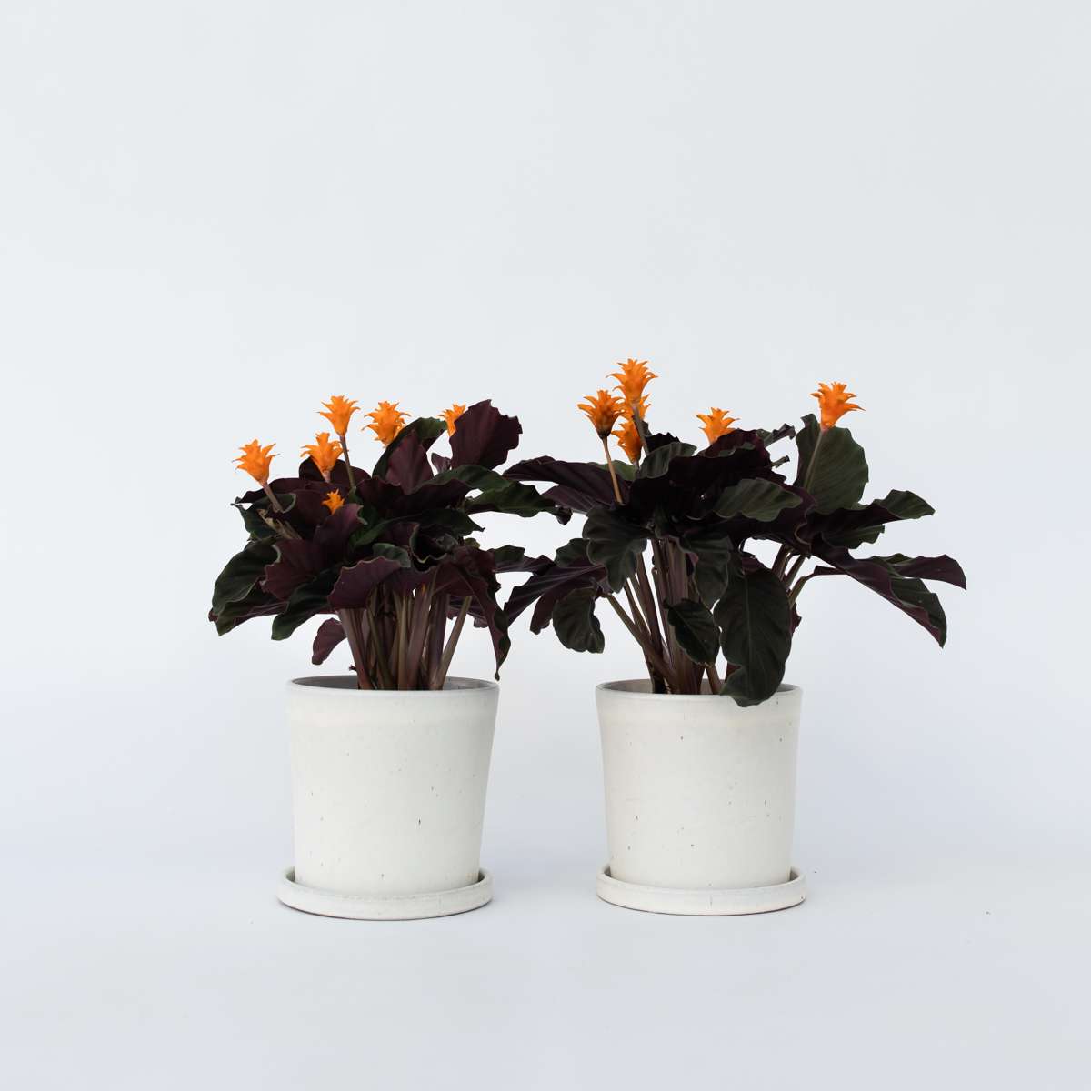 Florastore Kalatea Eviga Flamman - Set Om 2 - Calathea Crocata - Höjd 40-50Cm - ⌀14Cm
