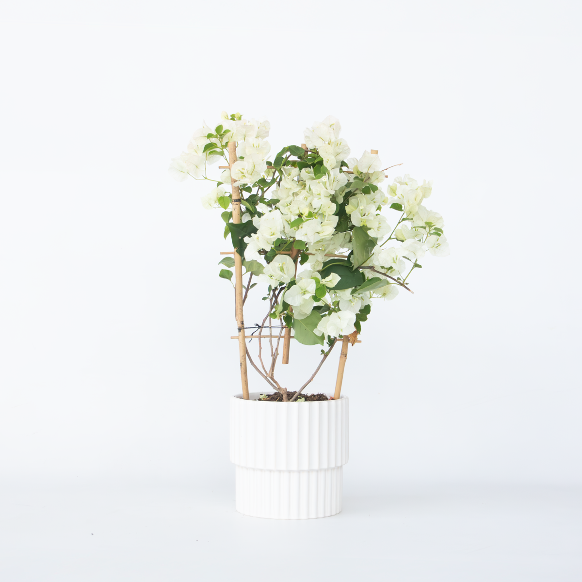 Florastore Stor Trillingblomma - Bougainvillea 'Dania' - Höjd 50-60Cm - ⌀17Cm