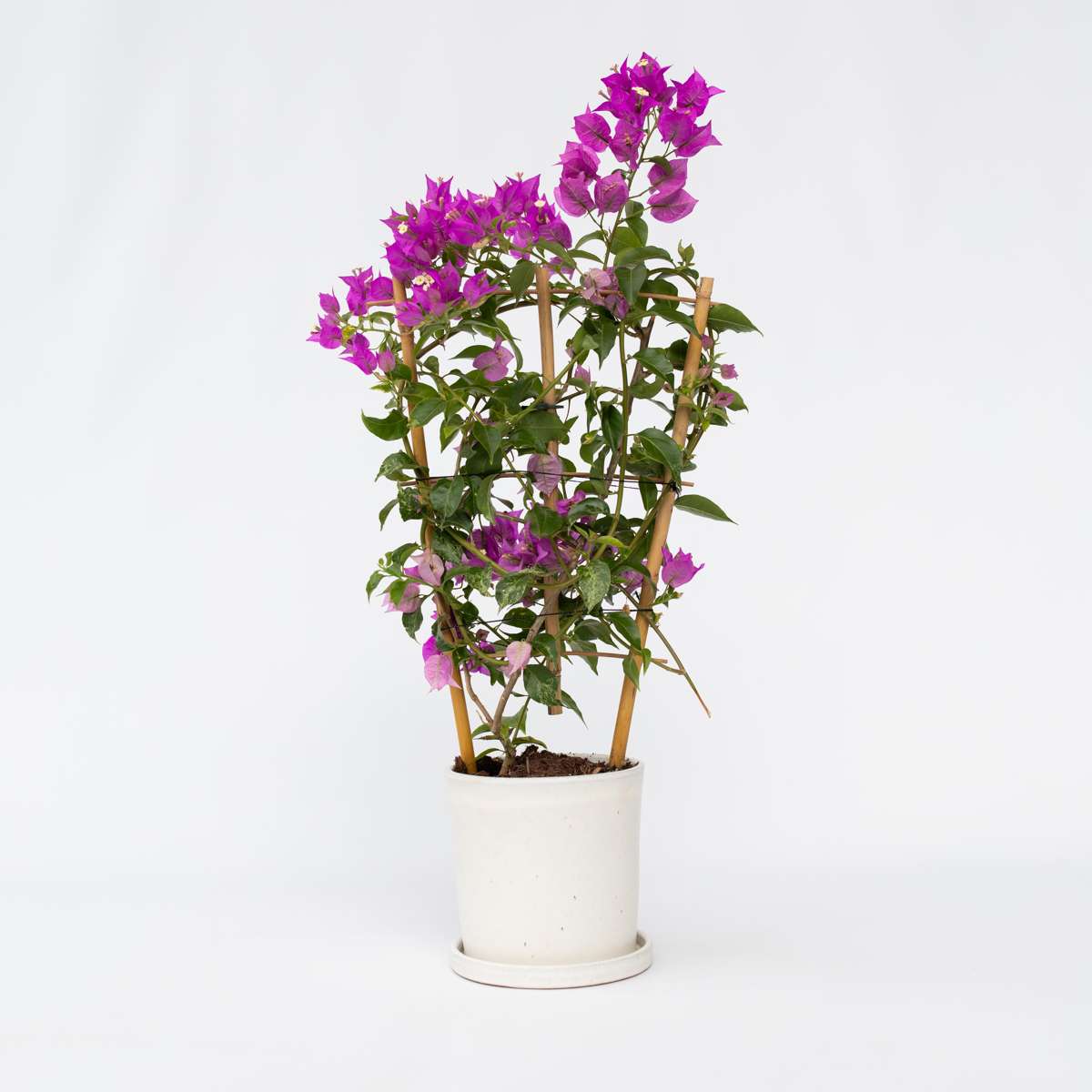 Florastore Stor Trillingblomma - Bougainvillea 'Alexandra' - Höjd 50-60Cm - ⌀17Cm