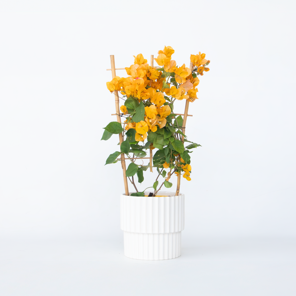 Florastore Stor Trillingblomma - Bougainvillea 'Dania' - Höjd 50-60Cm - ⌀17Cm