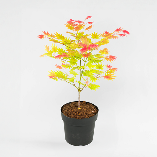 Florastore Japansk Lönn - Acer Palmatum 'Moonrise' - Höjd 40-50Cm - ⌀19Cm