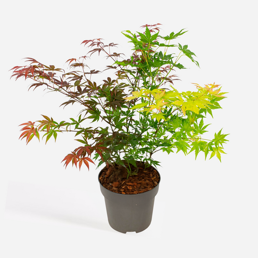 Florastore Japansk Lönn - Acer Palmatum 'Festival' - Höjd 60-70Cm - ⌀19Cm