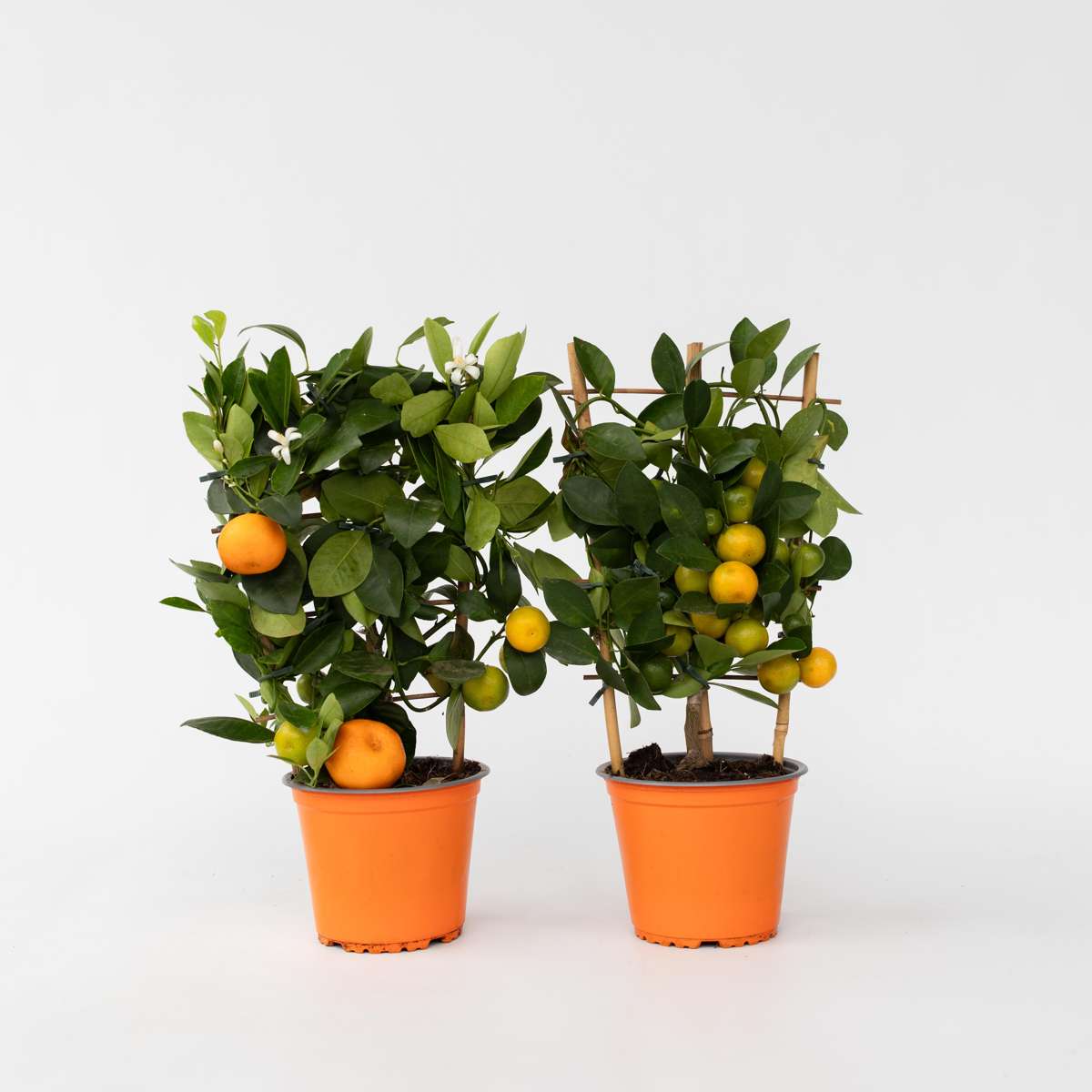 Fruit Trees Apelsinträd - Set Om 2 - Citrus Mitis 'Calamondin' - Höjd 35-40Cm - ⌀14Cm