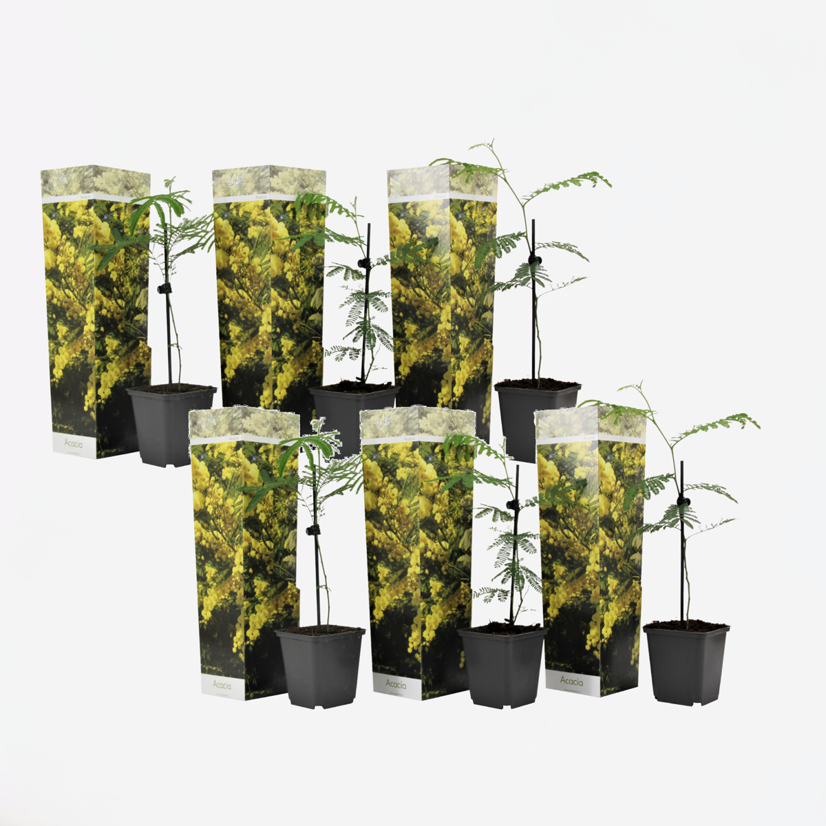 Florastore Mimosaträd - Set Om 6 - Mimosa Dealbata - Höjd 25-40Cm - ⌀9Cm