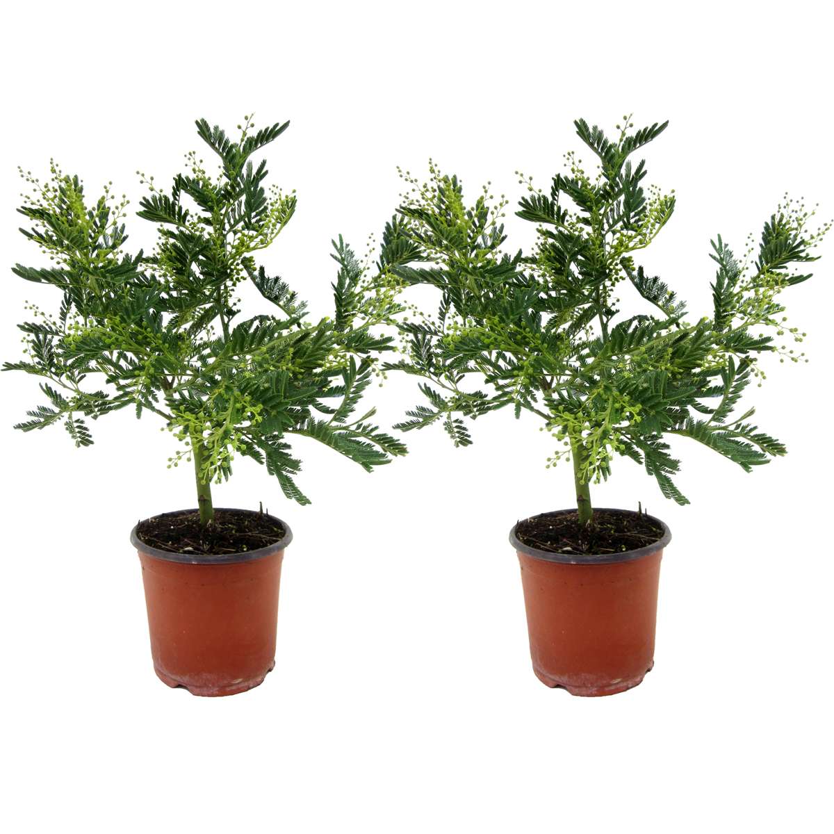 Florastore Mimosaträd - Set Om 2 - Mimosa Dealbata - Höjd 40-50Cm - ⌀15Cm