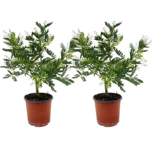 Florastore Mimosaträd - Set Om 2 - Mimosa Dealbata - Höjd 40-50Cm - ⌀15Cm
