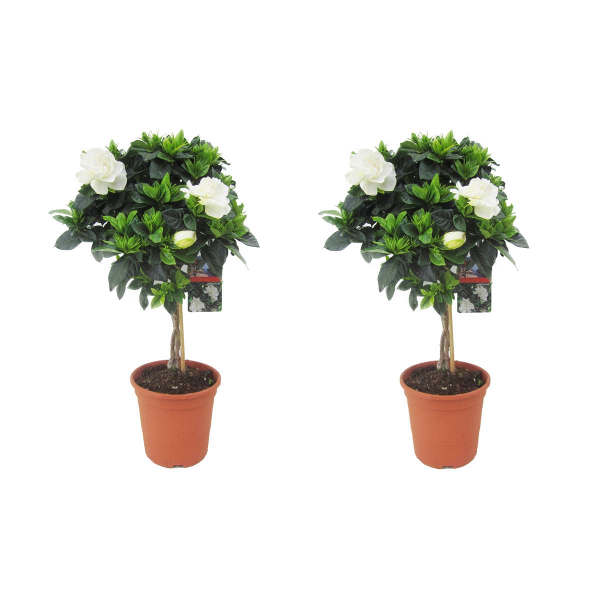 Florastore Kapjasmin - Set Om 2 - Gardenia Jasminoides - Höjd 50-60Cm - ⌀19Cm