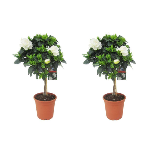 Florastore Kapjasmin - Set Om 2 - Gardenia Jasminoides - Höjd 50-60Cm - ⌀19Cm