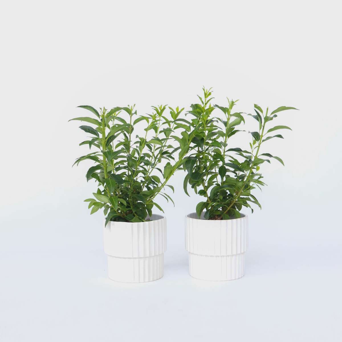 Florastore Guldbuske - Set Om 2 - Forsythia Intermedia 'Minigold' - Höjd 25-40Cm - ⌀17Cm