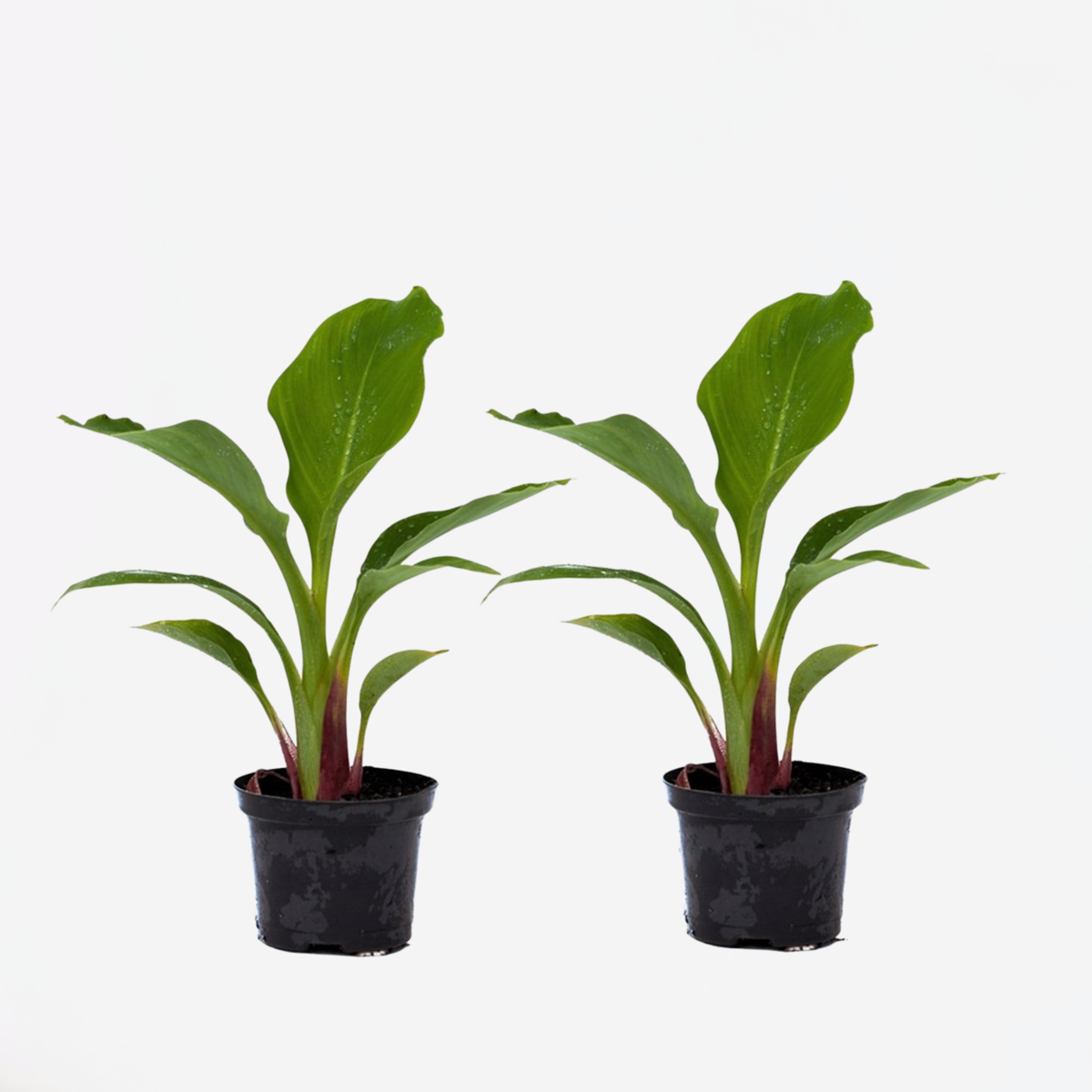 Other Garden Plants Bananväxt - Set Om 2 - Musella Lasiocarpa - Höjd 25-40Cm - ⌀9Cm