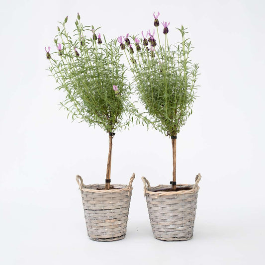 Florastore Lavendelträd - Set Om 2 - Lavandula Stoechas 'Anouk' - Höjd 45-55Cm - ⌀15Cm