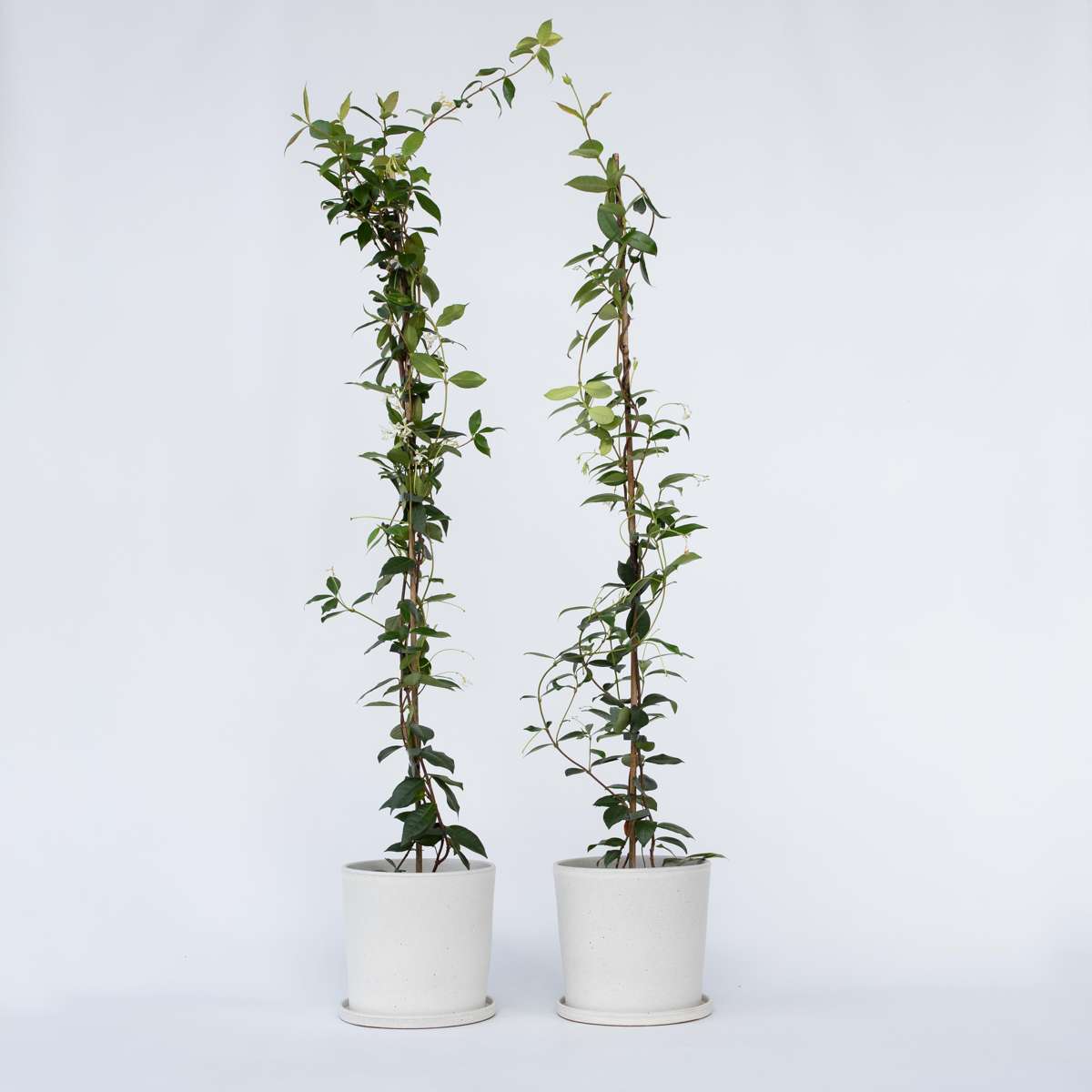 Florastore Jasmin - Set Om 2 - Trachelospermum Jasminoides - Höjd 110-120Cm - ⌀17Cm
