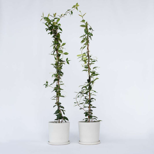 Florastore Jasmin - Set Om 2 - Trachelospermum Jasminoides - Höjd 110-120Cm - ⌀17Cm