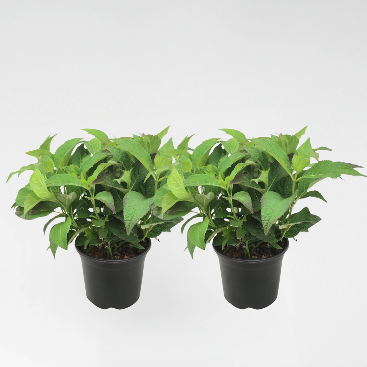 Florastore Hortensia - Set Om 2 - Hydrangea Serrata 'Summerglow' - Höjd 25-40Cm - ⌀19Cm