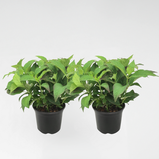Florastore Hortensia - Set Om 2 - Hydrangea Serrata 'Summerglow' - Höjd 25-40Cm - ⌀19Cm