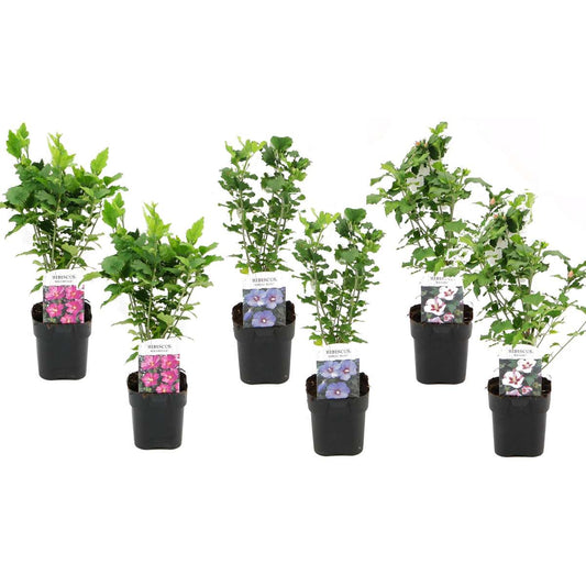 Florastore Hibiskus - Set Om 6 - Hibiscus Syriacus - Höjd 25-40Cm - ⌀17Cm