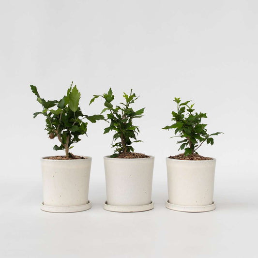 Florastore Hibiskus - Set Om 3 - Hibiscus Syriacus - Höjd 25-40Cm - ⌀17Cm