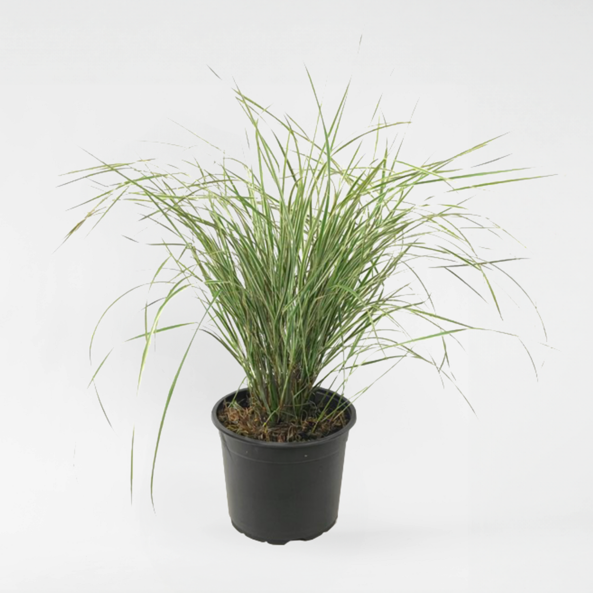 Florastore Rörgräs - Calamagrostis Acutiflora 'Overdam' - Höjd 20-30Cm - ⌀23Cm