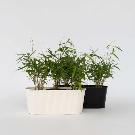 Florastore Rufa-Bambu - Set Om 6 - Fargesia Scabrida 'Asian Wonder' - Höjd 25-40Cm - ⌀13Cm