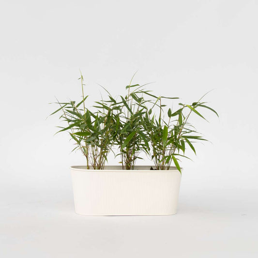 Florastore Rufa-Bambu - Set Om 3 - Fargesia Scabrida 'Asian Wonder' - Höjd 25-40Cm - ⌀13Cm