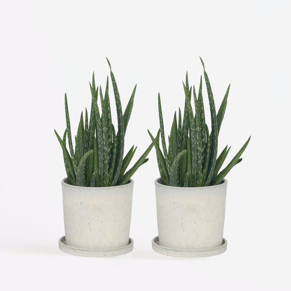 Florastore Aloe Vera - Set Om 2 - Aloe Barbadensis - Höjd 25-40Cm - ⌀10,5Cm