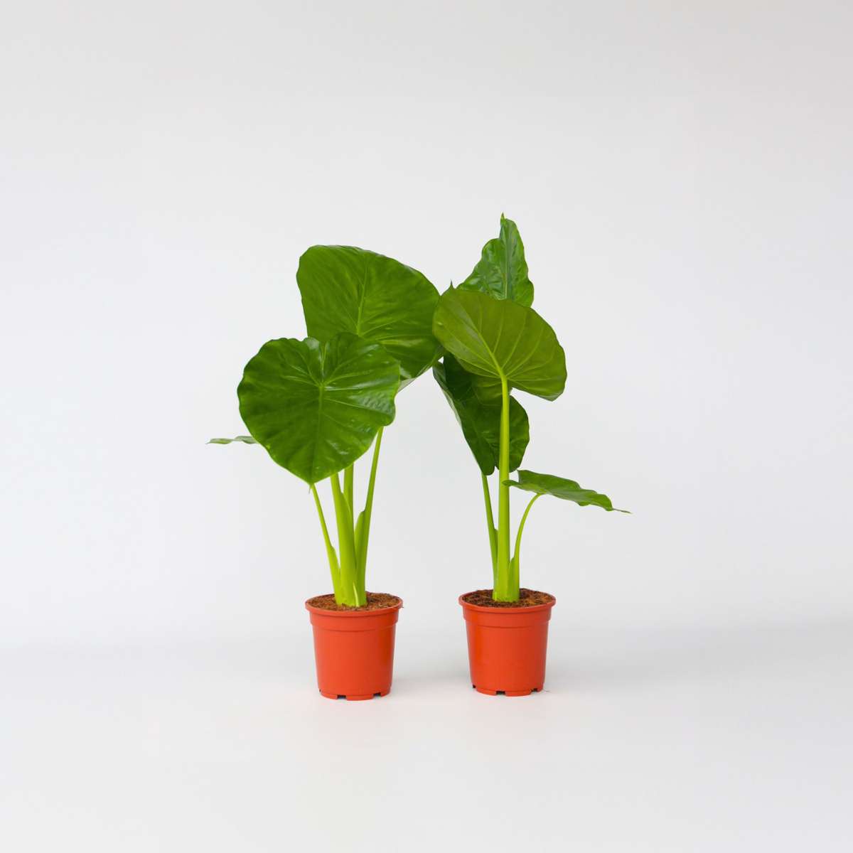 Out Of Category Houseplants Alokasia - Set Om 2 - Alocasia 'Odora' - Höjd 55-75Cm - ⌀17Cm
