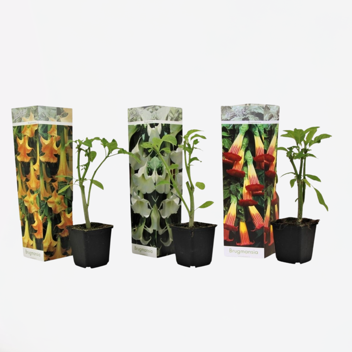 Florastore Trumpetblommor - Set Om 3 - Brugmansia - Höjd 25-40Cm - ⌀9Cm