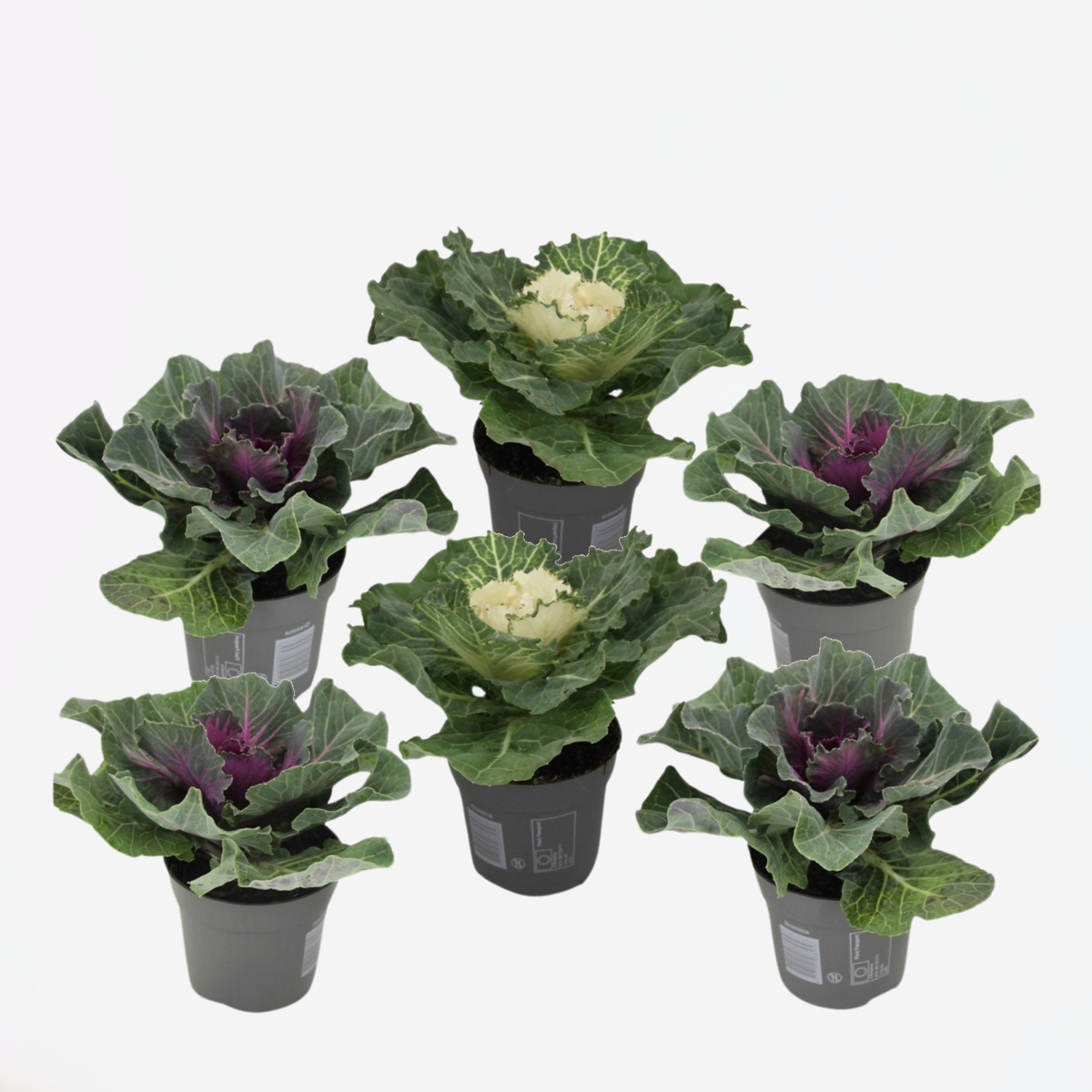 Florastore Vitkål - Set Om 6 - Brassica Oleracea - Höjd 10-20Cm - ⌀10,5Cm