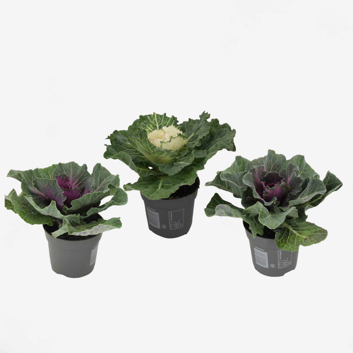 Florastore Vitkål - Set Om 3 - Brassica Oleracea - Höjd 10-20Cm - ⌀10,5Cm